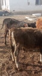 продажа щенков немецкой овчарки с документами в бишкеке: Продаю | Тёлка | Для разведения — 2