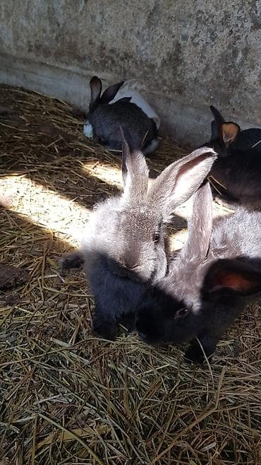 голубь цена: Продаю | Крольчата | Для разведения — 1