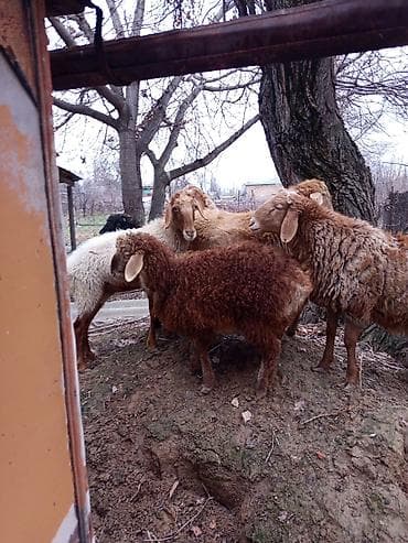 бараний жир: Продаю | Овца (самка), Баран (самец) | Полукровка | Для разведения | Осеменитель — 5