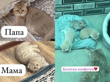 шотландская кошка цена: Скотиш Фолд (Шотландская вислоухая), 1 месяц, Девочка, Золотая шиншилла — 1