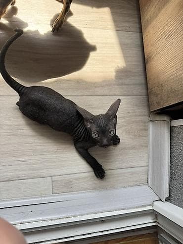 кошки сфинкс цена: Котёнок породы сфинкс мальчик 2 месяца проглистован Особенности — 2