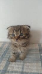 купить йоркширского терьера: Скотиш Фолд (Шотландская вислоухая), 2 месяца, Девочка, Приучена к лотку, Проглистована — 2