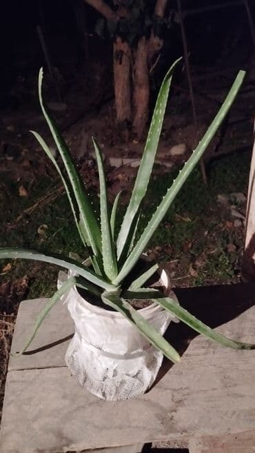 неделю: Продам алое вера, 2 года — 1