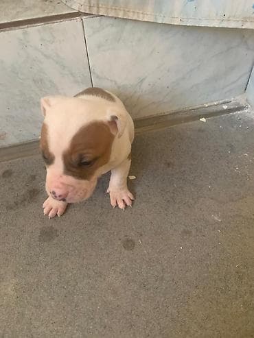 срочна алмашам: Питбуль, 1 месяц, Самец — 6