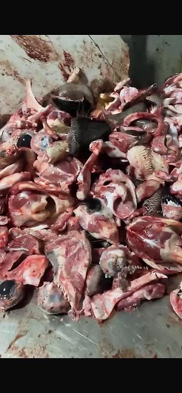 продам мясо: Головные обрезки для собак Мясо для собак голова говядины без жира — 2