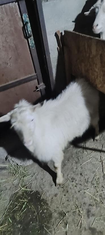 продам козу дойную: Продаю | Коза (самка) | Полукровка | Для разведения | Племенные — 2