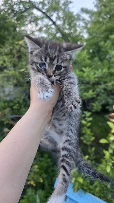 Кошка даром: Беспородная, 3 месяца, Мальчик, Приучена к лотку at lalafo.kg Кошка даром: Беспородная, 3 месяца, Мальчик, Приучена к лотку