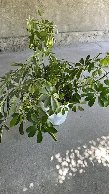 Комнатные растения: Шефлера (Schefflera arboricola) в горшке. - Декоративно-лиственное — 1