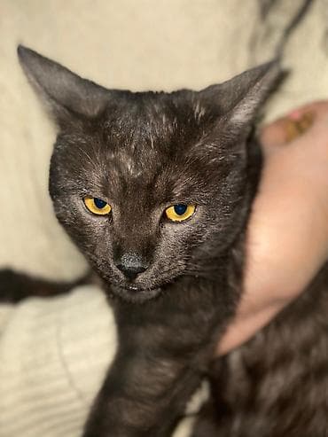 Продажа кошек: Домашние котята возраст черного:5-6 месяцев. черно- белый 3 месяца — 1