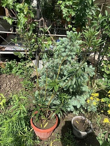 олеандра: Олеандр в подарок маленький — 1