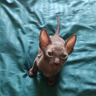 лысый кот: Сфинкс, 1 месяц, Девочка, Шоколадный, Приучена к лотку — 3