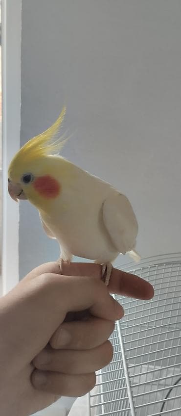 утка лалафа: Продаются две здоровые и ухоженные кореллы. 🐦 Описание птиц: 1 корелла — 3