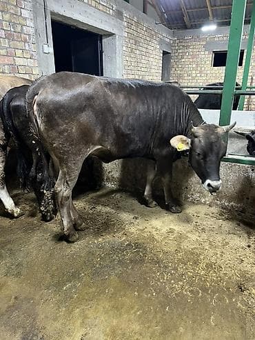 кукурузные хлопья: Продаю | Корова (самка) | Алатауская, Бельгийская, Абердин-ангус | Для молока | Племенные — 9