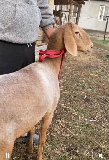 домик доя кошки: Сатам | Ургаачы кой (ургаачы) | Арашан | Көбөйтүү үчүн — 2