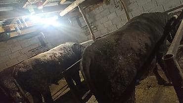 Услуги ветеринара: Продаю | Бык (самец) | На откорм | Привязанные — 3