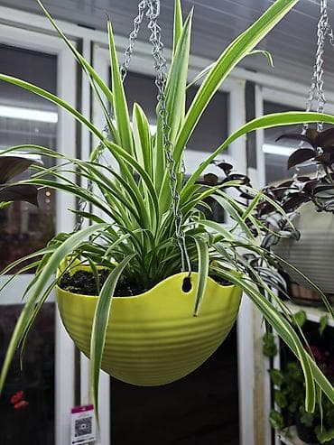 другие комнатные растения: Хлорофитум (Chlorophytum comosum) — компактные кустики с длинными — 4