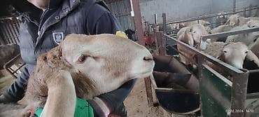 ат баши: Продаю | Баран (самец) | Арашан | Для разведения | Осеменитель — 6