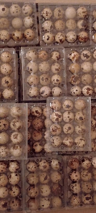 Бал: Перепелиные яйца в пластиковых контейнерах. - Классическая пятнистая — 3
