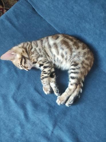 Бенгальские котята от ярко-окрашенной кошки: Мать из Италии. Остался — 3