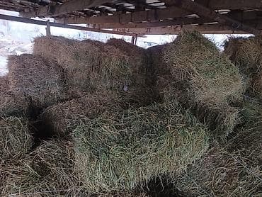 Услуги ветеринара: Сено в тюках 3- косс беде таза камыш жок - Прессованное сено в — 2