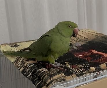 сколько стоит животное: 📢 Ожереловый Попугай сатылат (клеткасы менен) 🦜 Үй шартында багылган — 2