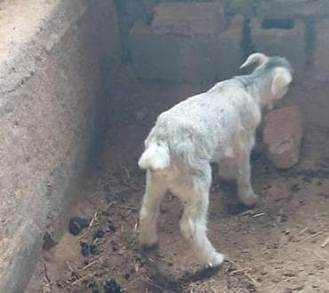 собака шпиц купить: Продаю | Козлёнок | Для разведения | Племенные — 1