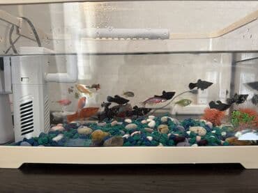 красная рыба цена бишкек: Аквариумный комплект с декоративными рыбками - объём ориентировочно — 4