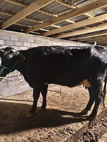 Продаю | Корова (самка) | Для молока | Привязанные