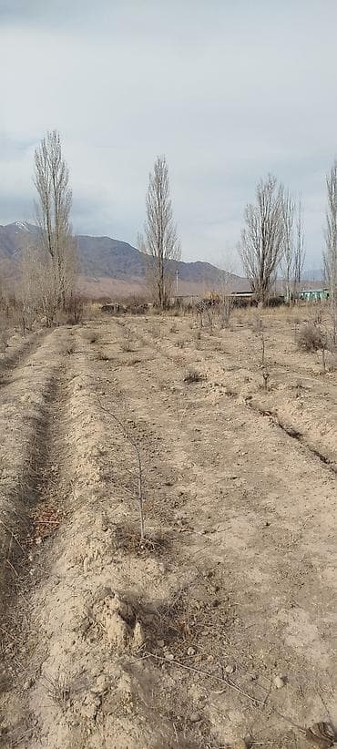 кок джар участок: 100 соток, Для сельского хозяйства, Красная книга — 8