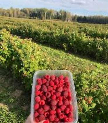 Крупы, мука, сахар: Малина — 2