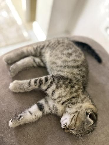 шотладский котенок: Шотландский котёнок вислоухий (Scottish Fold) - Окрас: тигровый — 2