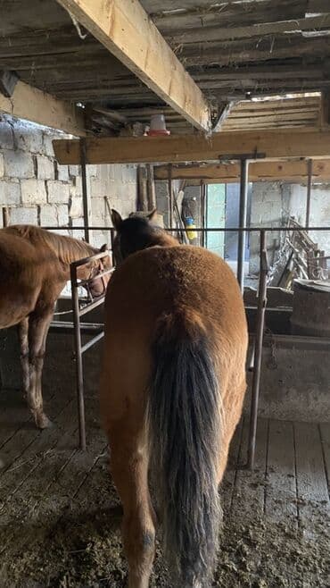 купить рабочую охотничью собаку: Сатам | Байтал, Тай | Көбөйтүү үчүн — 4