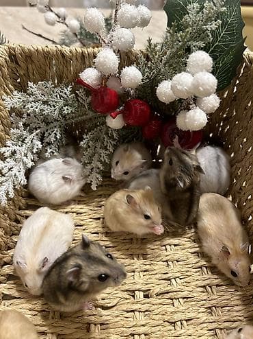 Другие животные: Продаются хомячки джунгарские, сирийские, ангорские пушистые хомячки — 5