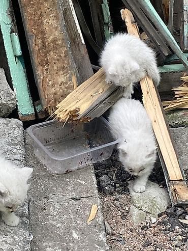 бесплатно котята: Котята от дворовой кошки. Котятам требуется мед. Помошь у всех есть — 2