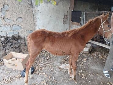 конь рабочий: Продаю | Жеребенок | Для разведения | Племенные — 1