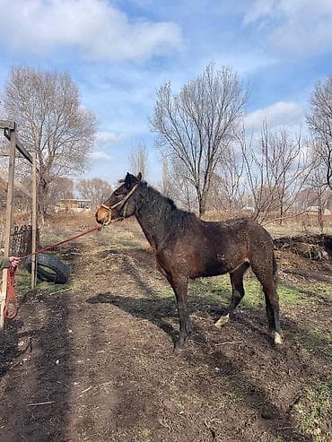 продаю петух: Продаю | Кобыла (самка) | Для разведения | Племенные — 2