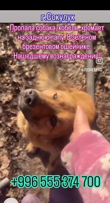 день сяпина: Объявление: пропала собака (кобель), г. Сокулук. - Окрас: рыжий. - — 2