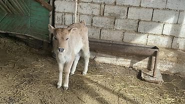 Услуги ветеринара: Продаю | Музоо, торпок | На откорм — 6