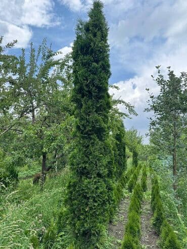 туя брабант бишкек: 🌿 Сапаттуу көчөттөр Ноокаттан! Европадан алып келинип, өзүбүздүн — 6