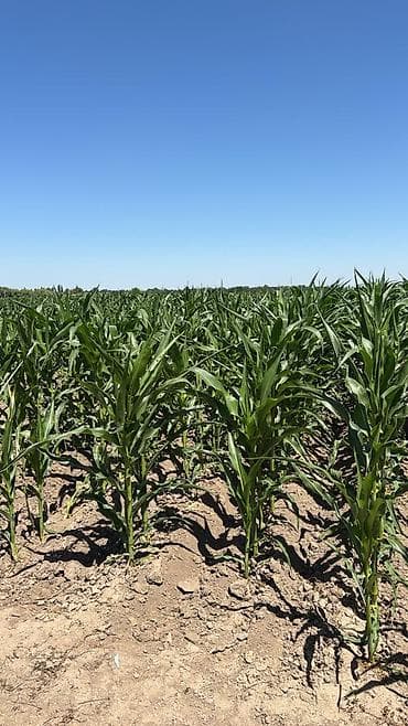 Продается Кукуруза 🌽 для Силоса 3.5 га Российское семена, до 70т с 1