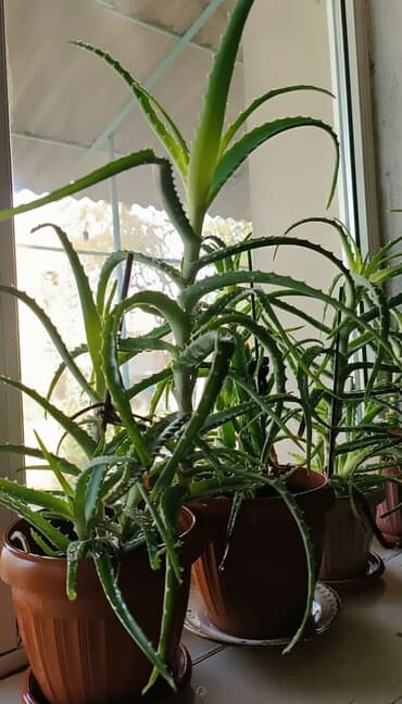 продам смеситель для ванной: В продаже Алоэ лекарственное растение — 2