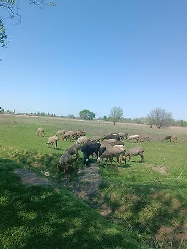 продаю куриц: Продаю | Овца (самка) | Для разведения | Матка — 2