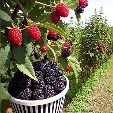 в нарыне: 🔥 ПРОДАЁТСЯ ПОЛЕ 5 ГА (СРОЧНО) 🔥 📍 Предтеченка, 10 мин от Беловодского — 5