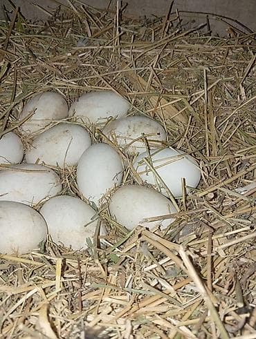 кошка домашный: Гуси инкубационные яйца - Количество: 11 штук - Цена: 230 сом за — 3