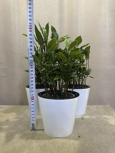 Семена и саженцы: Лавр благородный (Laurus nobilis) в горшке. - Декоративное и пряное — 1