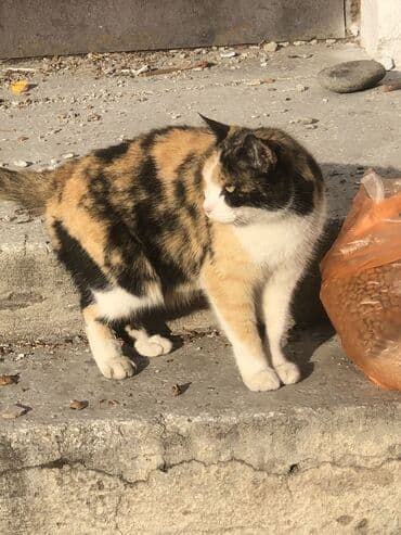 нашли кошку: Знакомьтесь, это Хатико. Её выкинули соседи, и сейчас она живёт на — 1