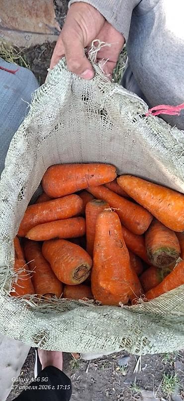 Морковь Оптом