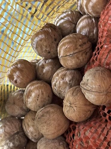 купить карагат: Продам орехи 50кг по 40 сом - 1кг — 3