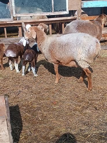 бараны породистые: Продаю | Овца (самка) | Для разведения | Матка — 4