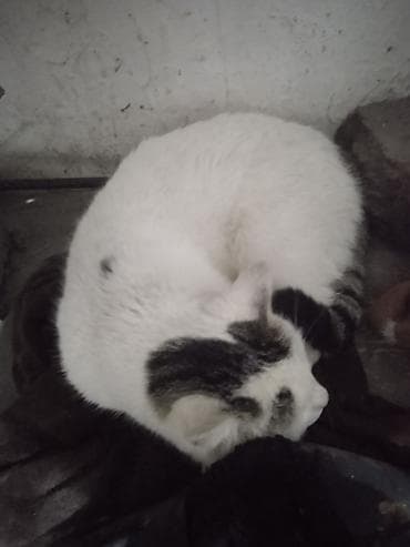 Кошка даром: Беспородная, более 5 лет, Мальчик